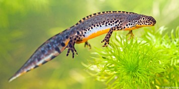 Bouwen én natuur: hoe werkt dat samen?